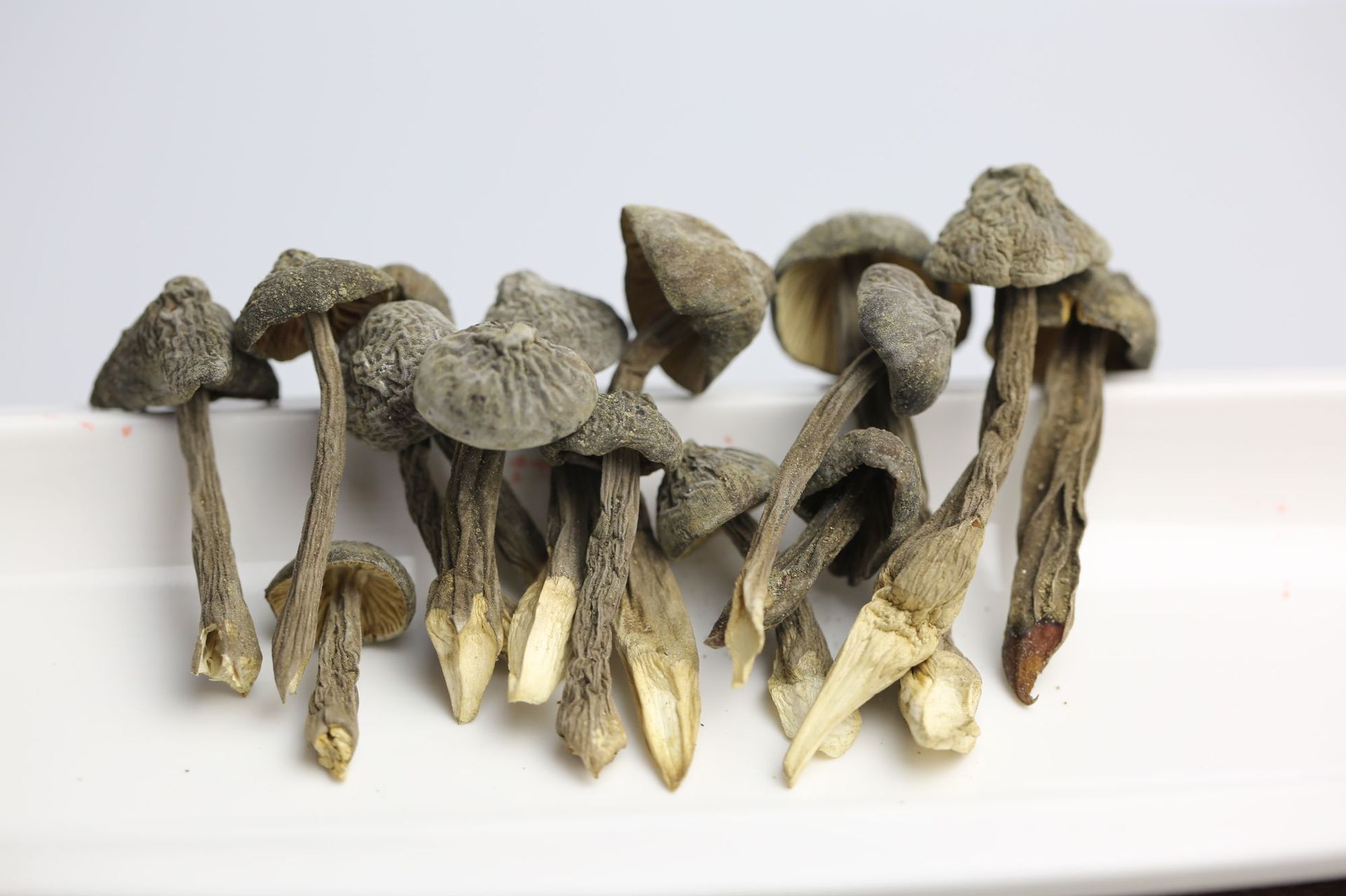 【黑皮鸡枞】产地批发食用菌干黑皮鸡枞专业养殖黑皮鸡枞菌菇食材