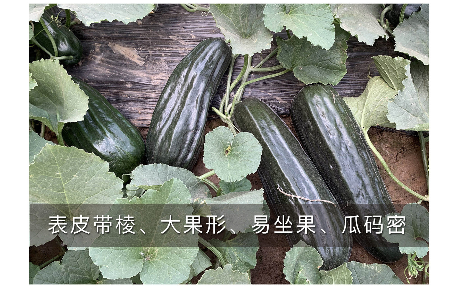 中科茂华黑皮酥菜瓜种子纯黑带棱易种植可大面积种植