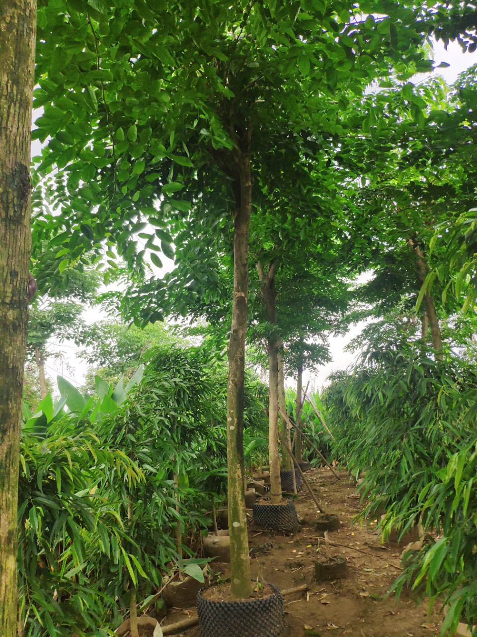 908供应 印度紫檀 15-18cm假植苗 大叶紫檀树 市政绿化行道树