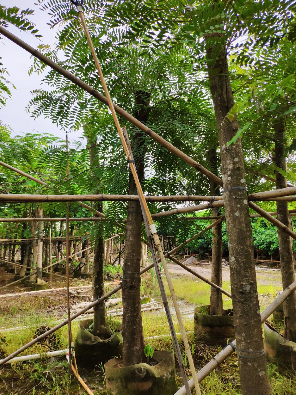 909供应 铁刀木 鸡翅木 10-16cm袋苗 光棍切杆树 市政乡村绿化