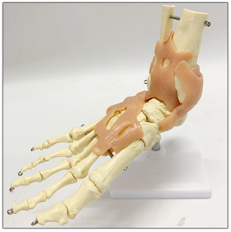 自然大脚踝关节功能模型骨骼骨架带韧带教学医用模型人体节模型
