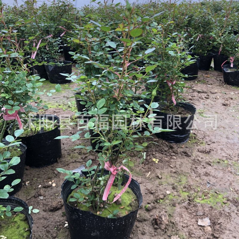 苗圃批发 甜蜜红木香 爬藤花卉 木香花 七里香盆栽