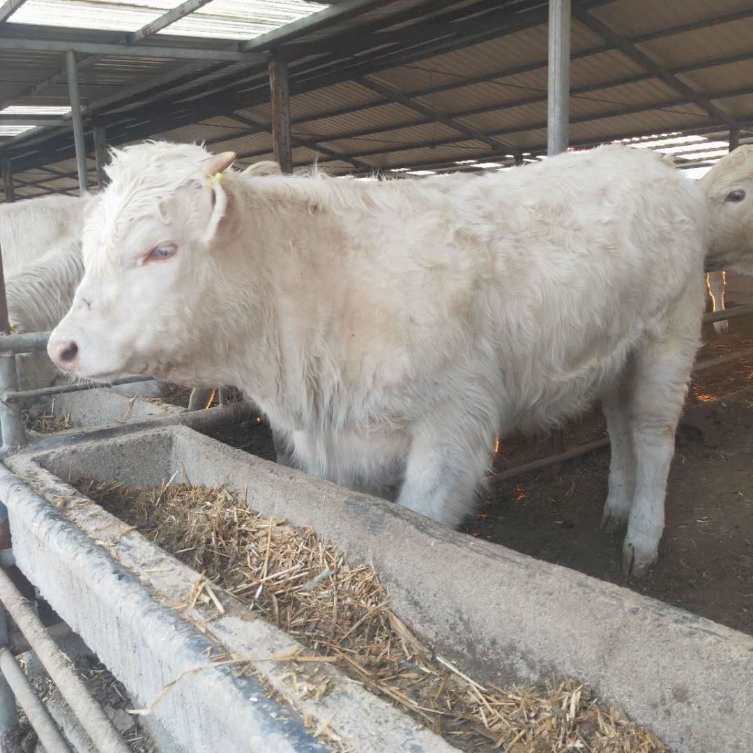 西门塔尔牛养牛场 改良肉牛多少钱 牛苗品种齐全 山东养牛场