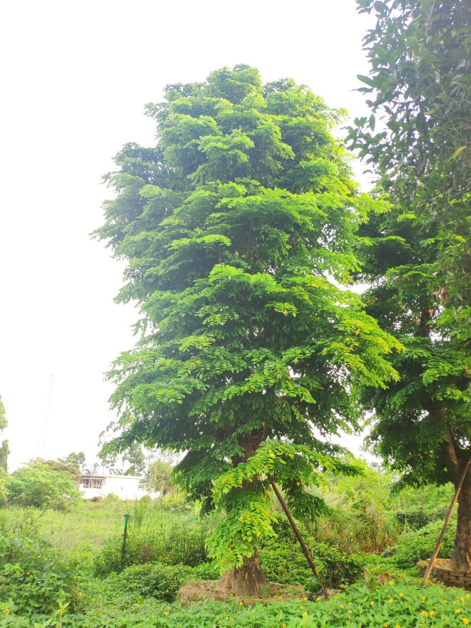 904基地直销 印度紫檀 30-50cm大树假植苗 紫檀木