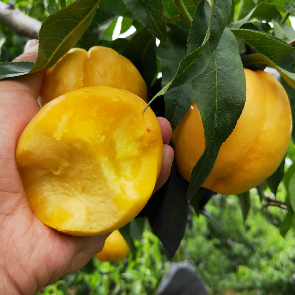 山东蒙阴黄金油桃硬吃脆甜软吃爆汁中油4号黄金蜜桃一件代发