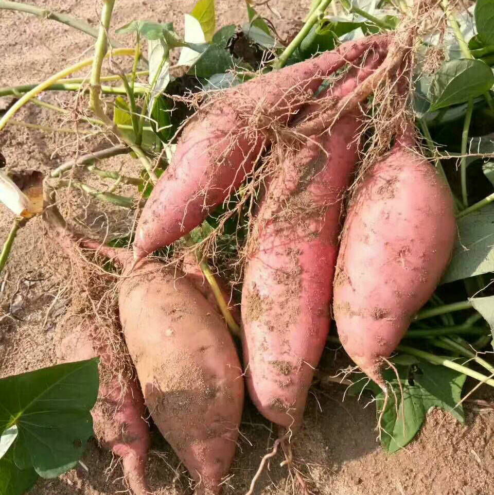 山东青云山红薯 新鲜沙地瓜板栗番薯小山芋蜜薯香薯黄红心栗子薯