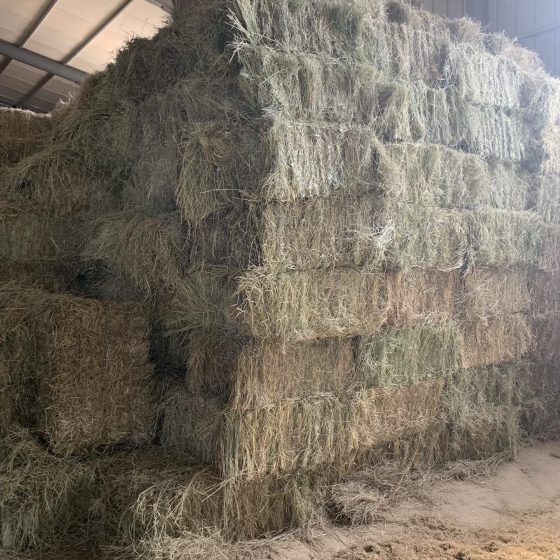 新碱草牛马羊牧草饲料供应牛场羊场羊草碱草率高牛场草料
