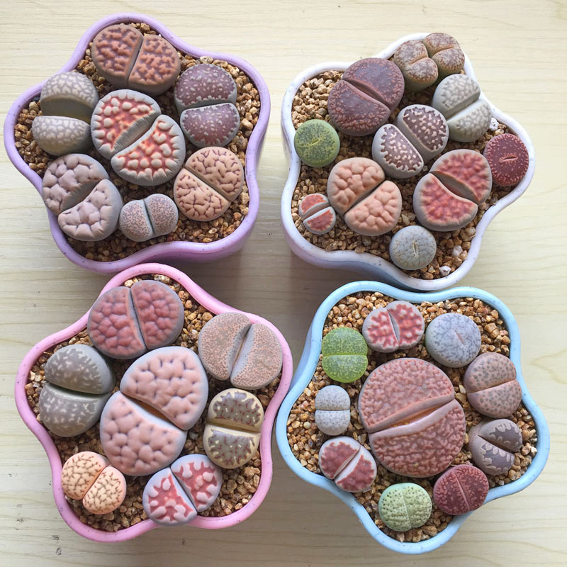 生石花组合套餐含盆带土整盆母本屁股花石生花多肉植物石头花盆栽