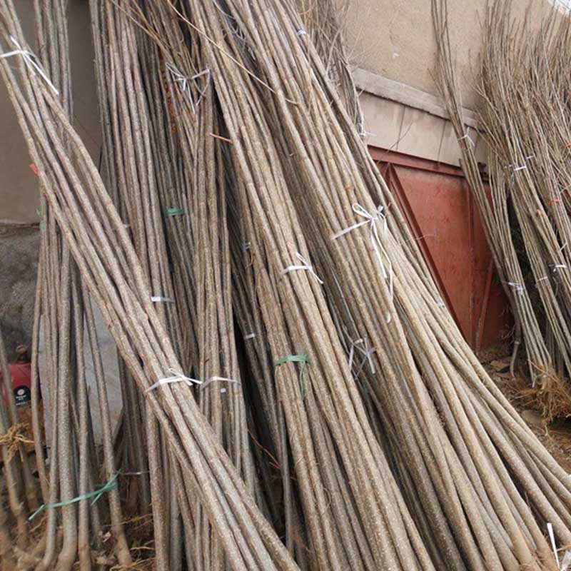 产地杨树苗 速生杨树苗 绿化苗杨树 量大从优 规格多样