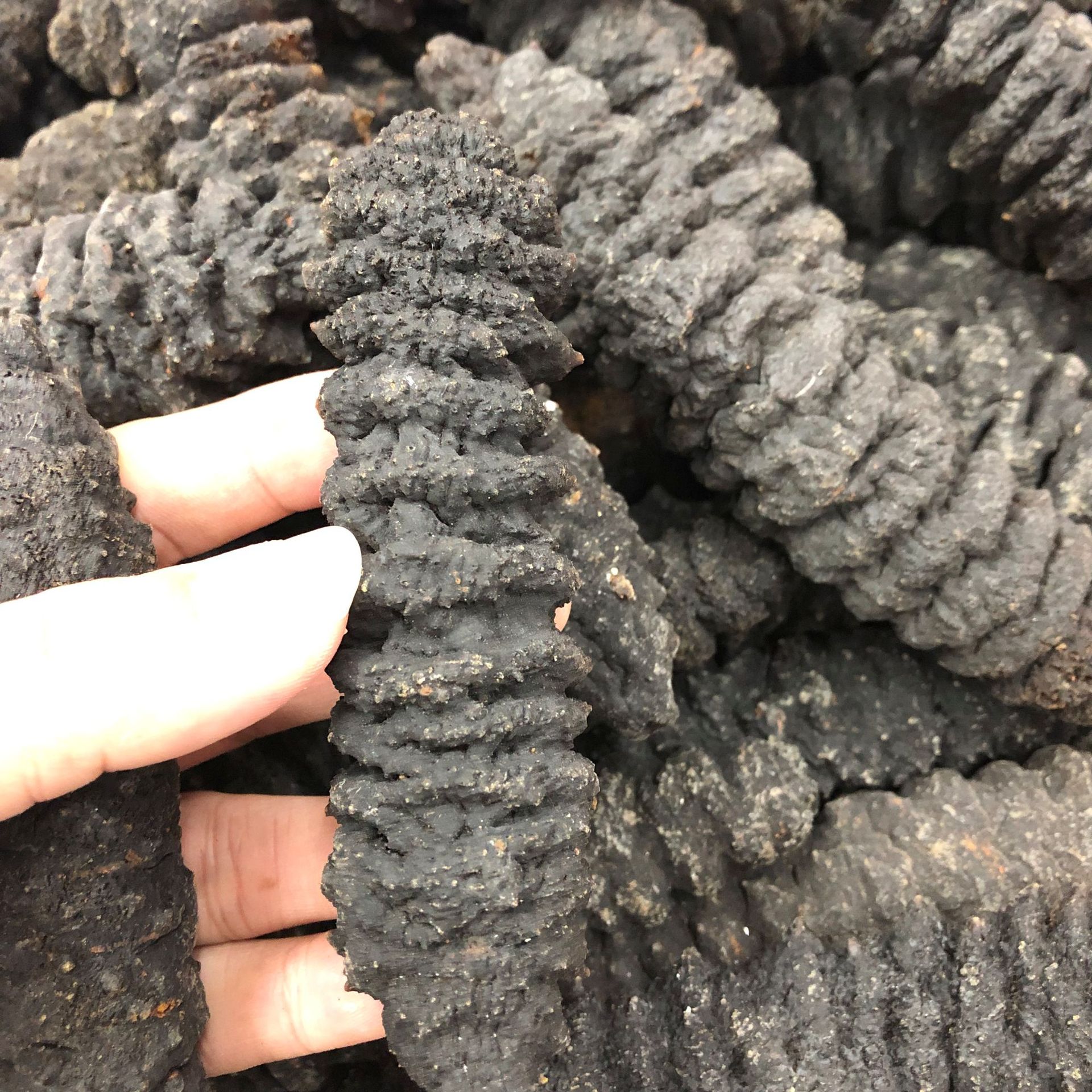 批发渠道深海天然野生海参 龙纹参 螺纹参 黑刺参 淡干海参干贷