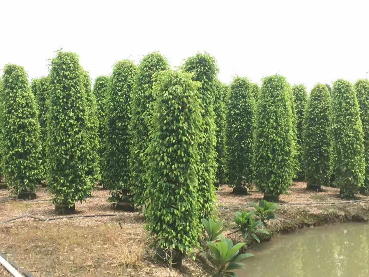 苗圃供应垂榕柱盆栽高度2.5米绿篱工程苗青叶垂榕