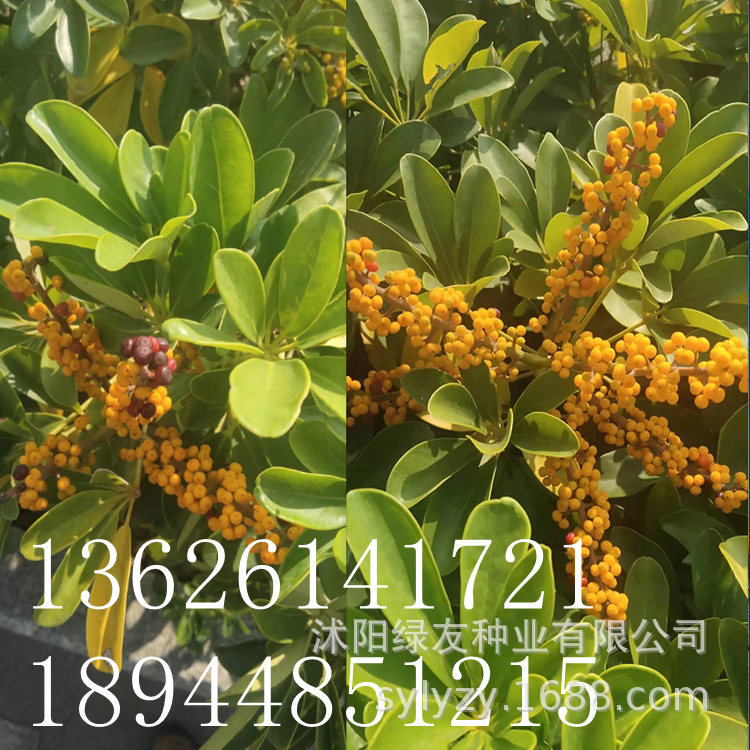 出售 鸭脚木种子 鸭脚木 别名:鹅掌柴,吉祥树