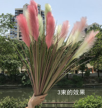 仿真芦苇草 狗尾巴草 洋葱草 婚庆道具 T台路引大5头芦苇一件代发