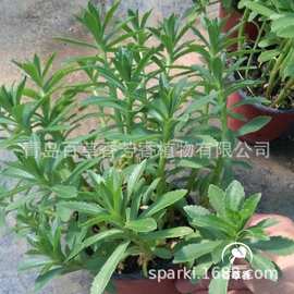 特色保jian菜养心菜苗救心菜苗子阳台盆栽救心菜四季可种产地直销