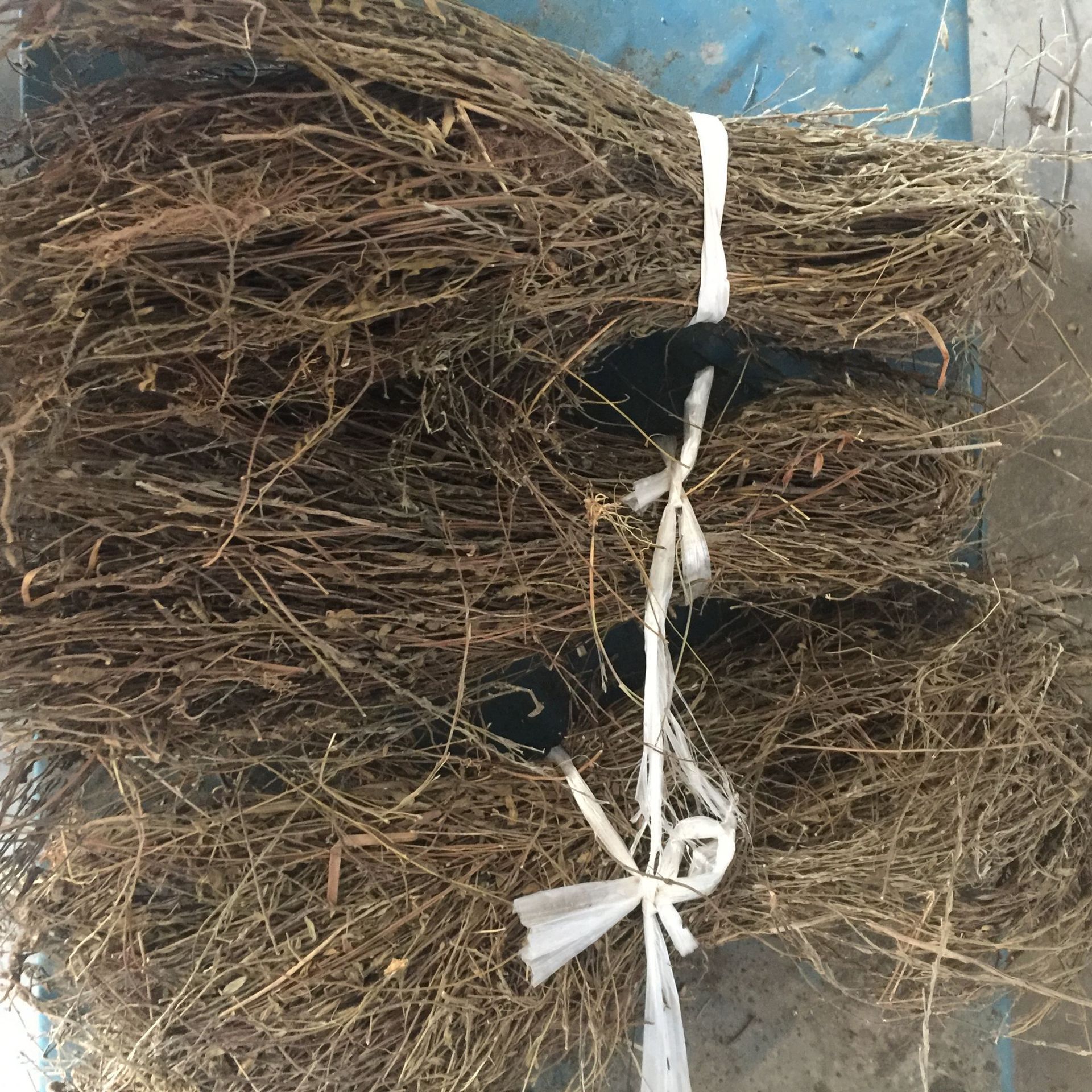 独脚金独角金独脚柑地莲芝疳积草独角金量大从优独角金批发中药材