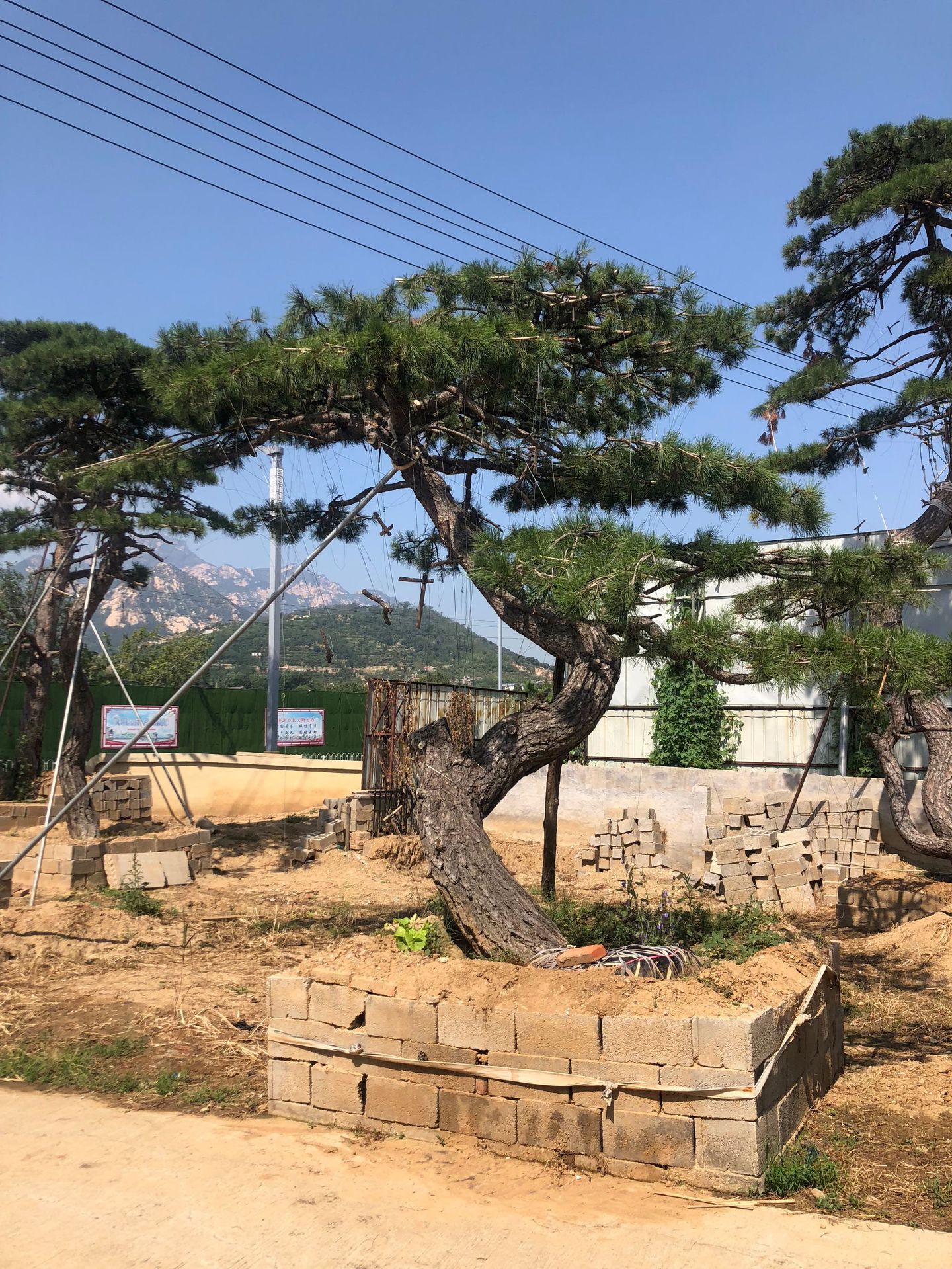 批发景观松造型油松 泰山造型景松迎客松 现挖现发油松赤松苗木