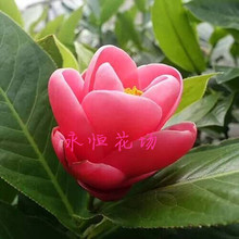 盆栽35－45公分高 四季海棠抱茎茶花 四季海棠茶花