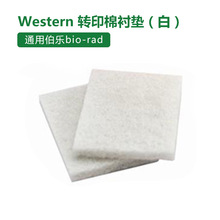 Western blot 湿转 转印海绵垫转印棉 海绵衬垫 Foam Pad 4片/包