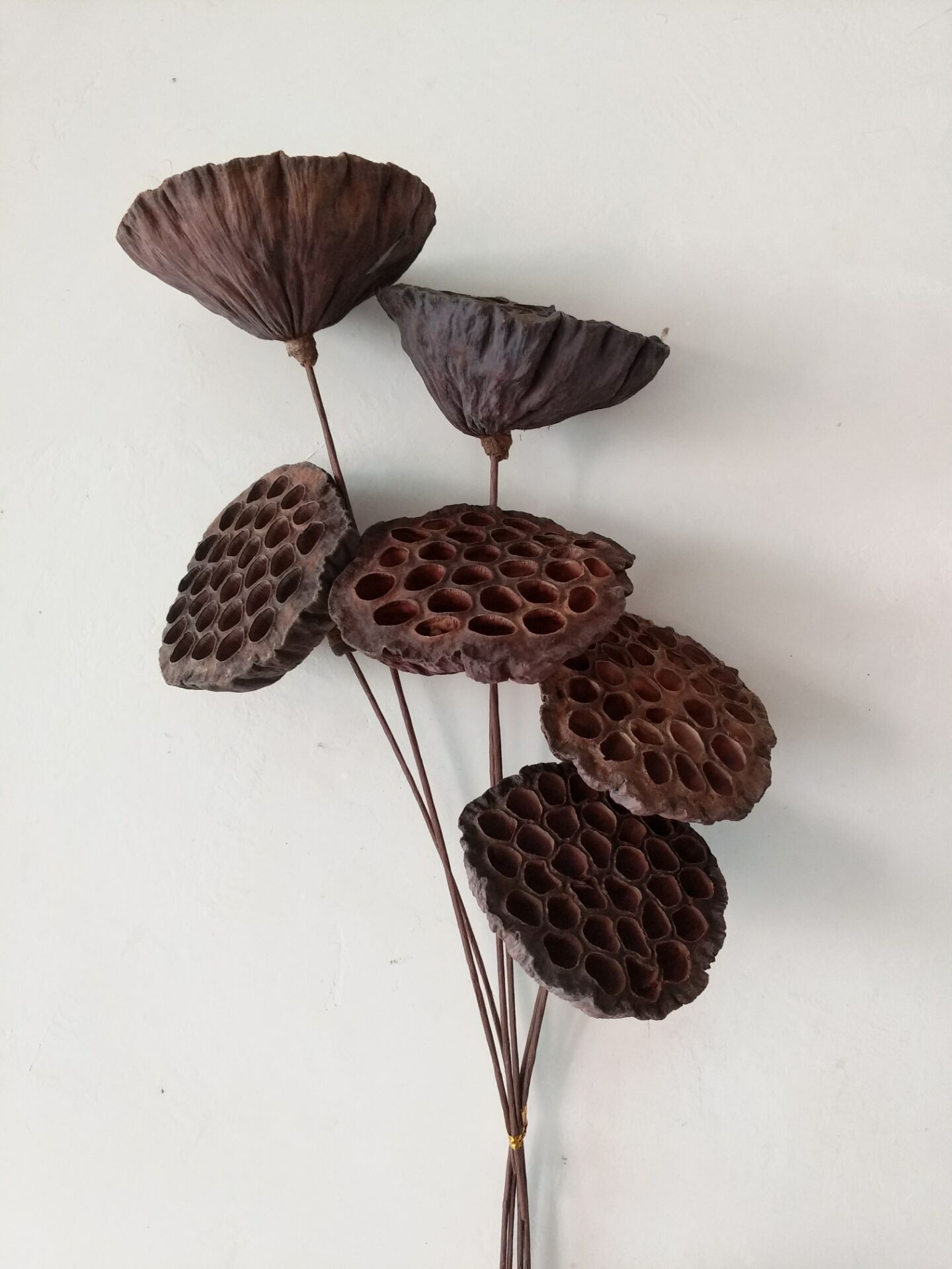 工艺品干花莲蓬加杆莲蓬头野生莲蓬壳干花小莲蓬头莲蓬壳