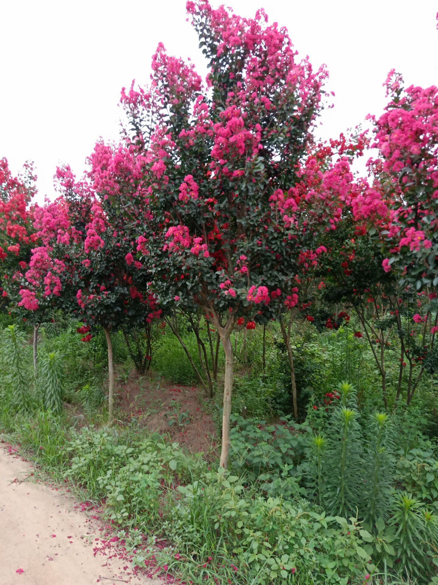 批发紫薇树苗 红叶紫薇花苗 丛生三红百日红紫薇 红火球 价格优