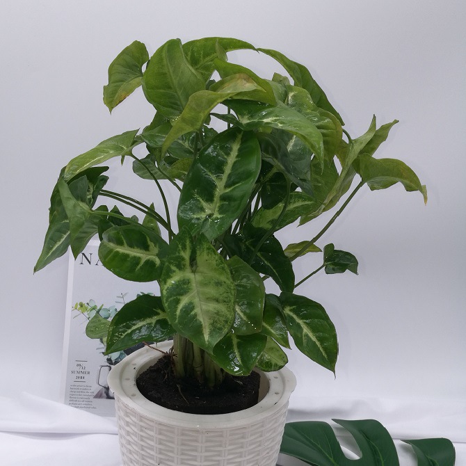 黑绵土生物海绵植物泡绵无土栽培种植炭绵保浮科乐垒土花卉栽培基