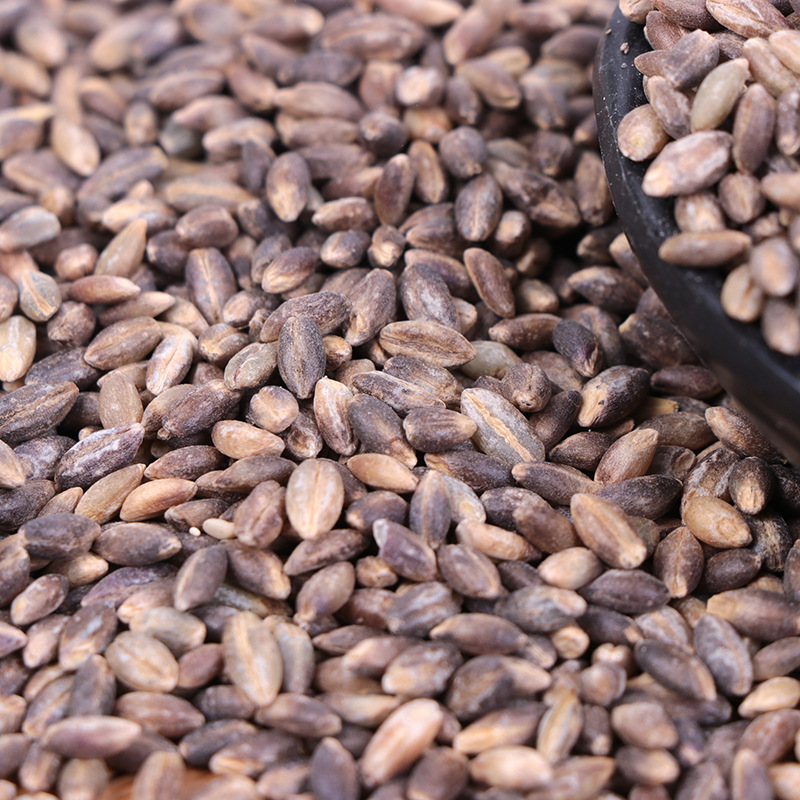 农家自产黑青稞米粗粮 批发五谷杂粮黑燕麦米 燕麦仁