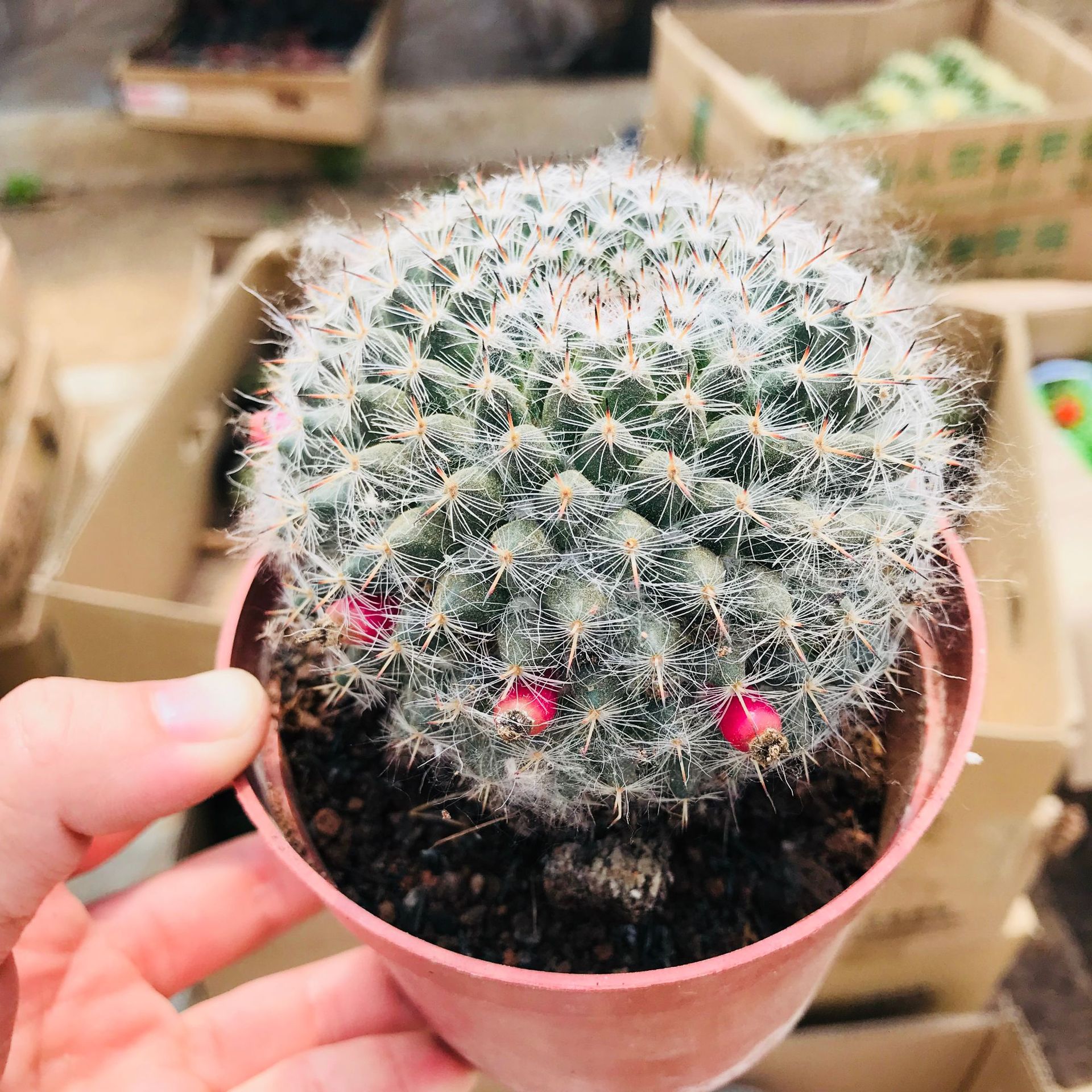 多肉植物花卉盆栽仙人球玉翁 仙人掌室内办公桌面吸甲醛多肉玉翁