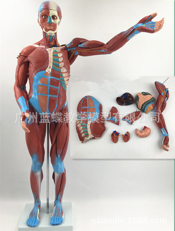 80cm人体全身肌肉模型肌肉解剖人体肌肉结构造内脏展示教学教具