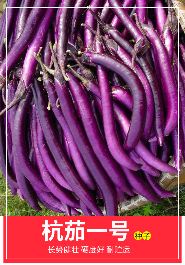 杭茄一号长茄种子线茄四季紫红蔬菜种籽春季秋冬茄子种籽茄子种孑