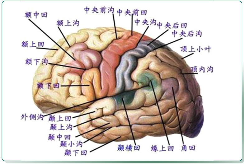 enovo颐诺医学人体大脑功能分区模型端脑模型人大脑解剖器官模型