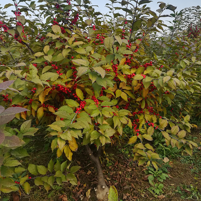 三年五年北美冬青庭院绿化红果北美冬青当年结果鲜切枝冬青苗批发