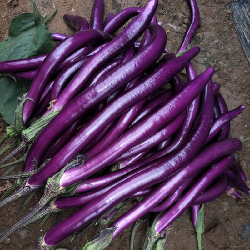 紫长茄子种子紫茄子种子茄子籽蔬菜种子菜种子菜籽蔬菜种子批发