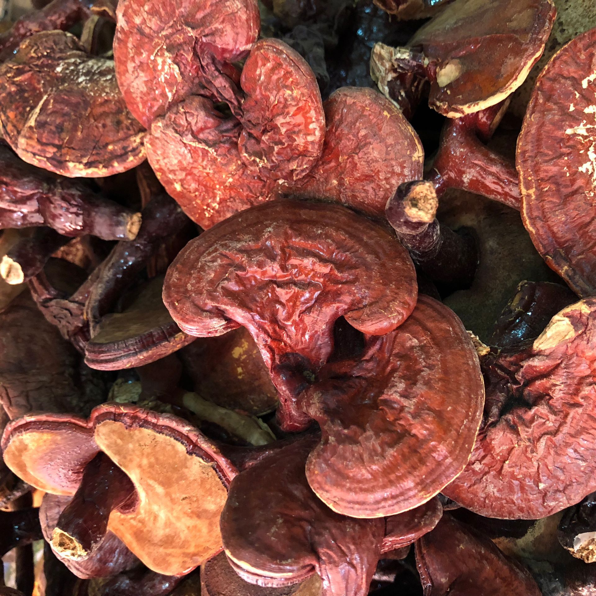 各种灵芝批发竹灵芝 黑灵芝 金边红灵芝 中药材产品