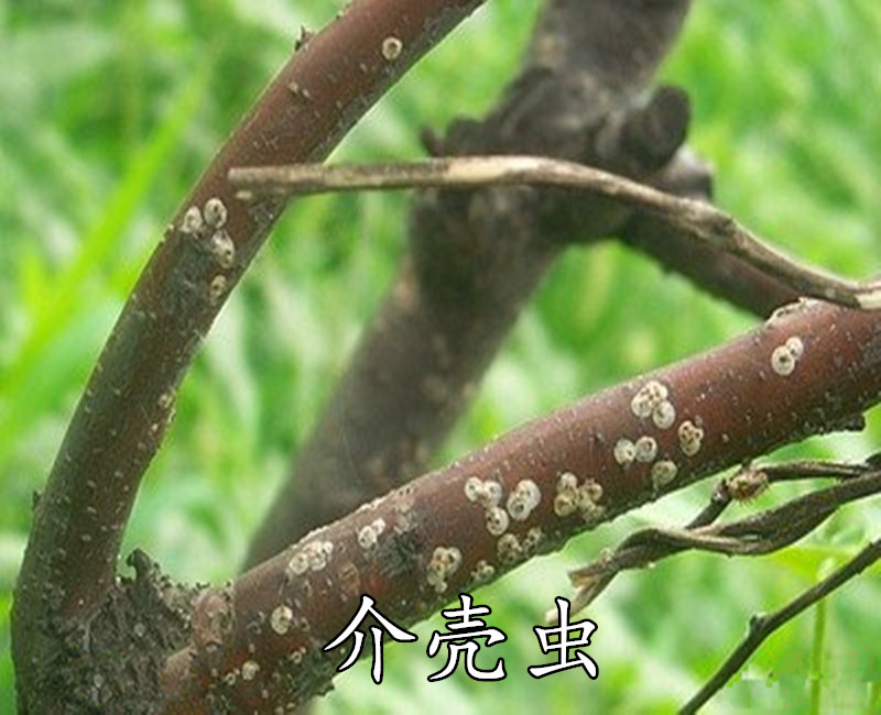 韩国sk绿颖矿物油介壳虫锈壁虱红蜘蛛助剂杀虫剂杀螨剂果树清园剂