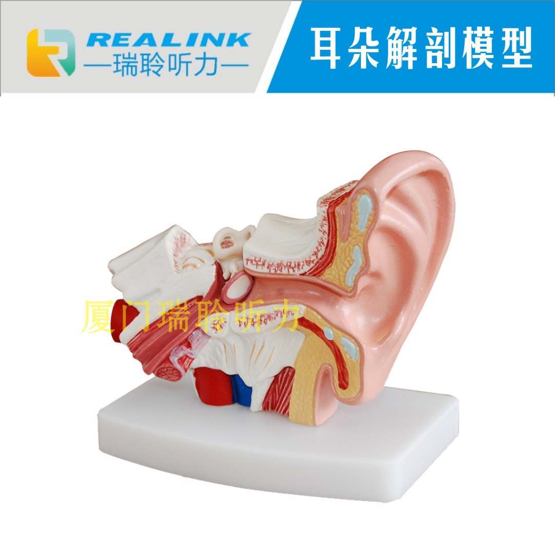内耳解剖模型新型大耳解剖放大模型耳朵构造模型解剖教学模型