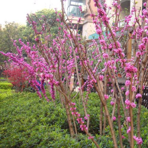 巨紫荆种子 紫荆种子 多花紫荆 树种子 洋紫荆加拿大宫粉紫荆种子