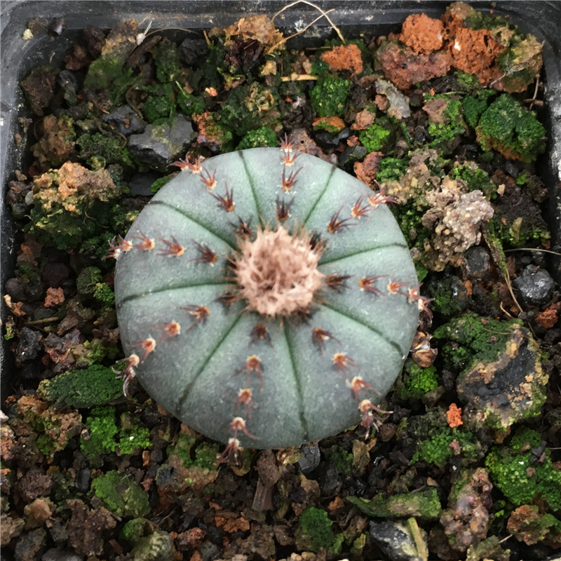 基地低价批发仙人掌科士童属 实生艳肌士童 艳姬士童 2cm以上