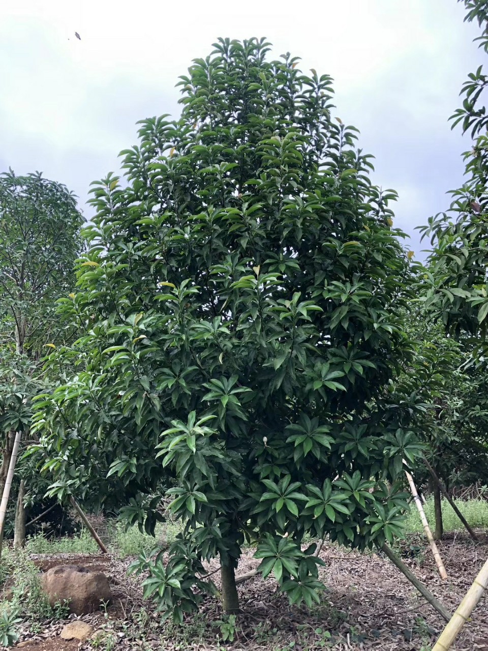 904基地直销灰木莲1215cm全冠地苗落叶木莲