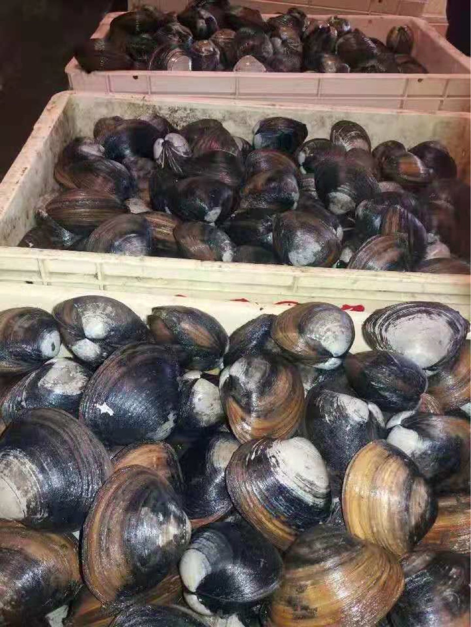 俄罗斯活北极贝,冻北极贝原料,北极贝肉原料