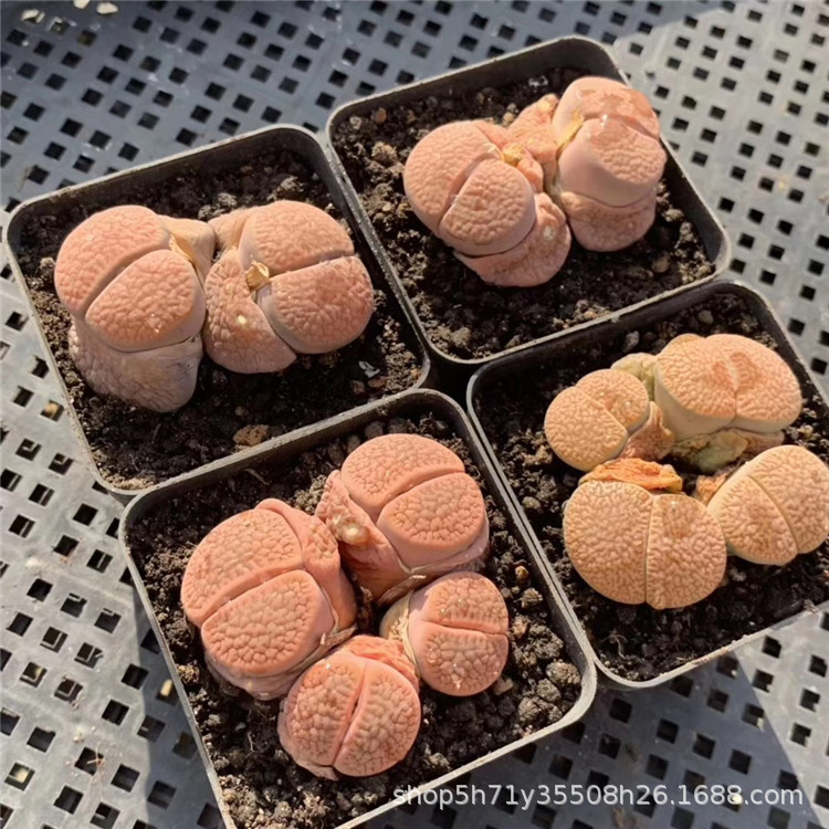 090基地批发多肉植物品种 母本富贵玉生石花群按头数出裸根发