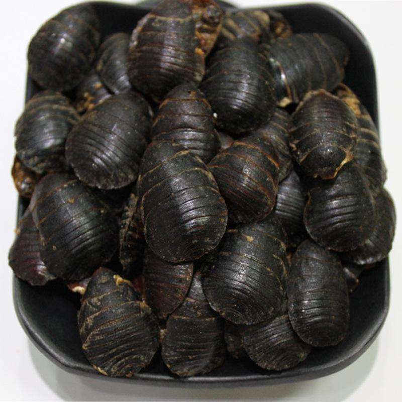 中药材 土元 地鳖 可泡虫,地鳖虫,土鳖,过街,地乌龟 臭虫母.