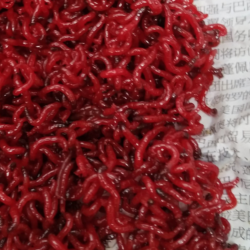 鲜活活饵公虫特大号活体拉饵鱼饵饵料红虫鱼食钓鱼小虫鲫鱼红虫