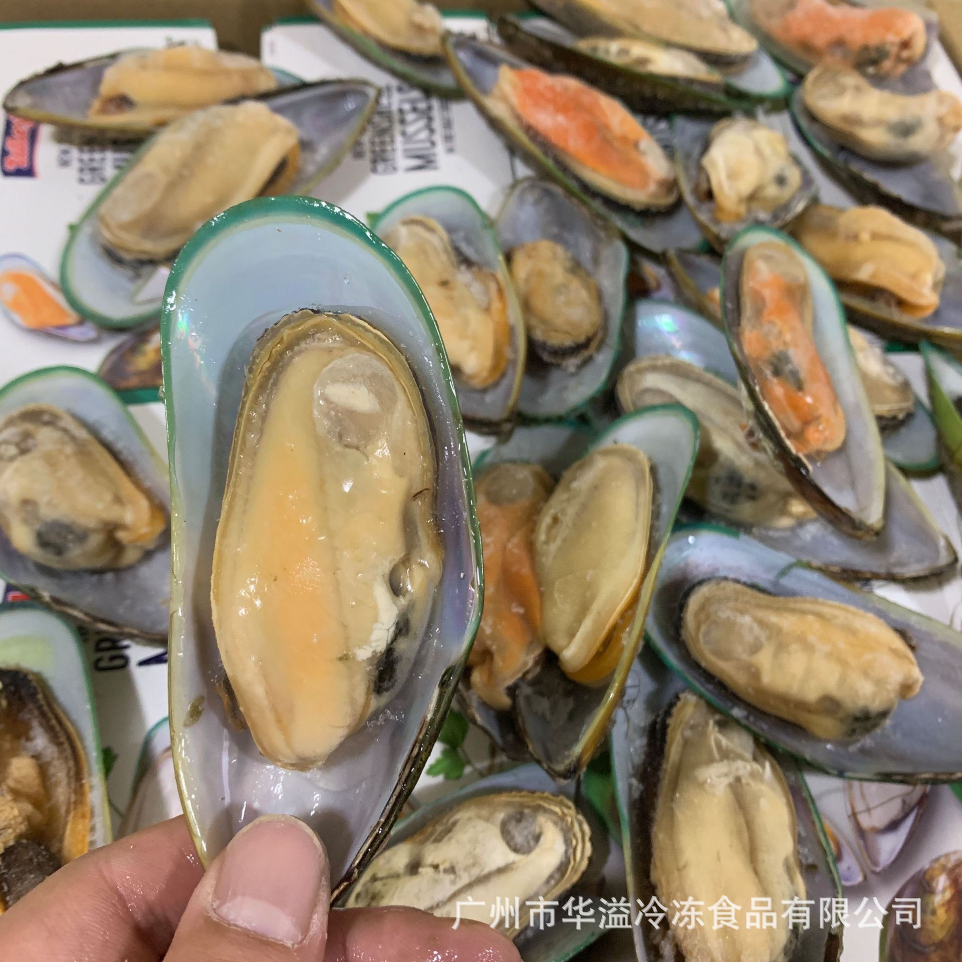 泰利青口贝 12盒/箱 广州批发新西兰半壳青口贝 冷冻胎贝