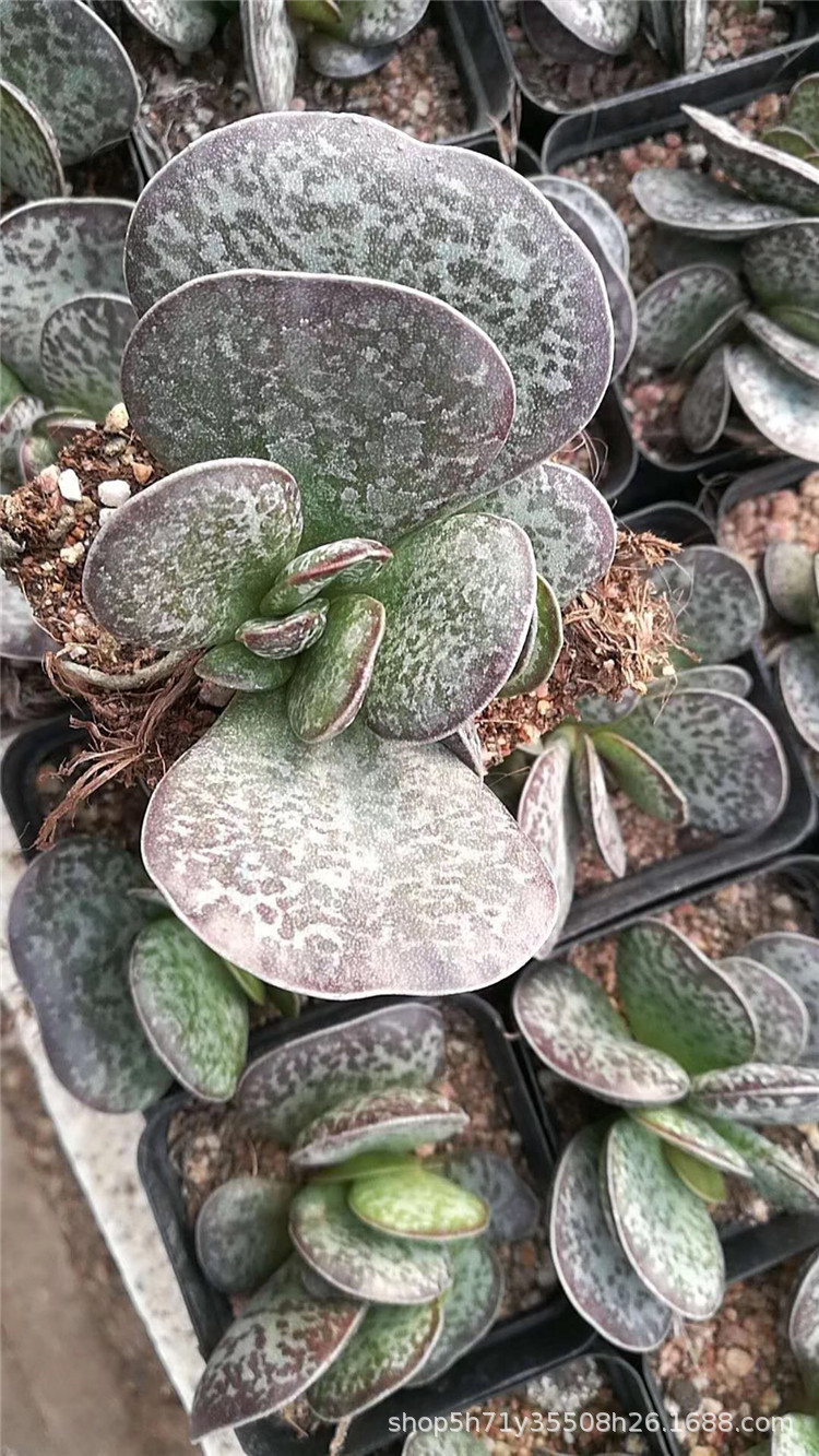 1016大棚批发多肉品种 御所锦盆7cm多肉植物品相状态好裸根发