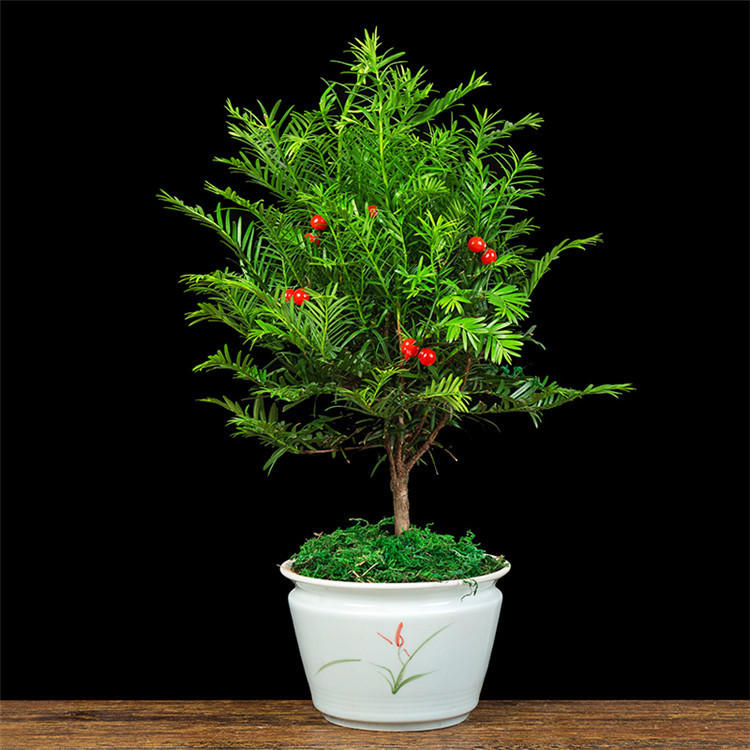 红豆杉盆栽 室内客厅办公室緑植 吸甲醛净化空气四季常青植物结果