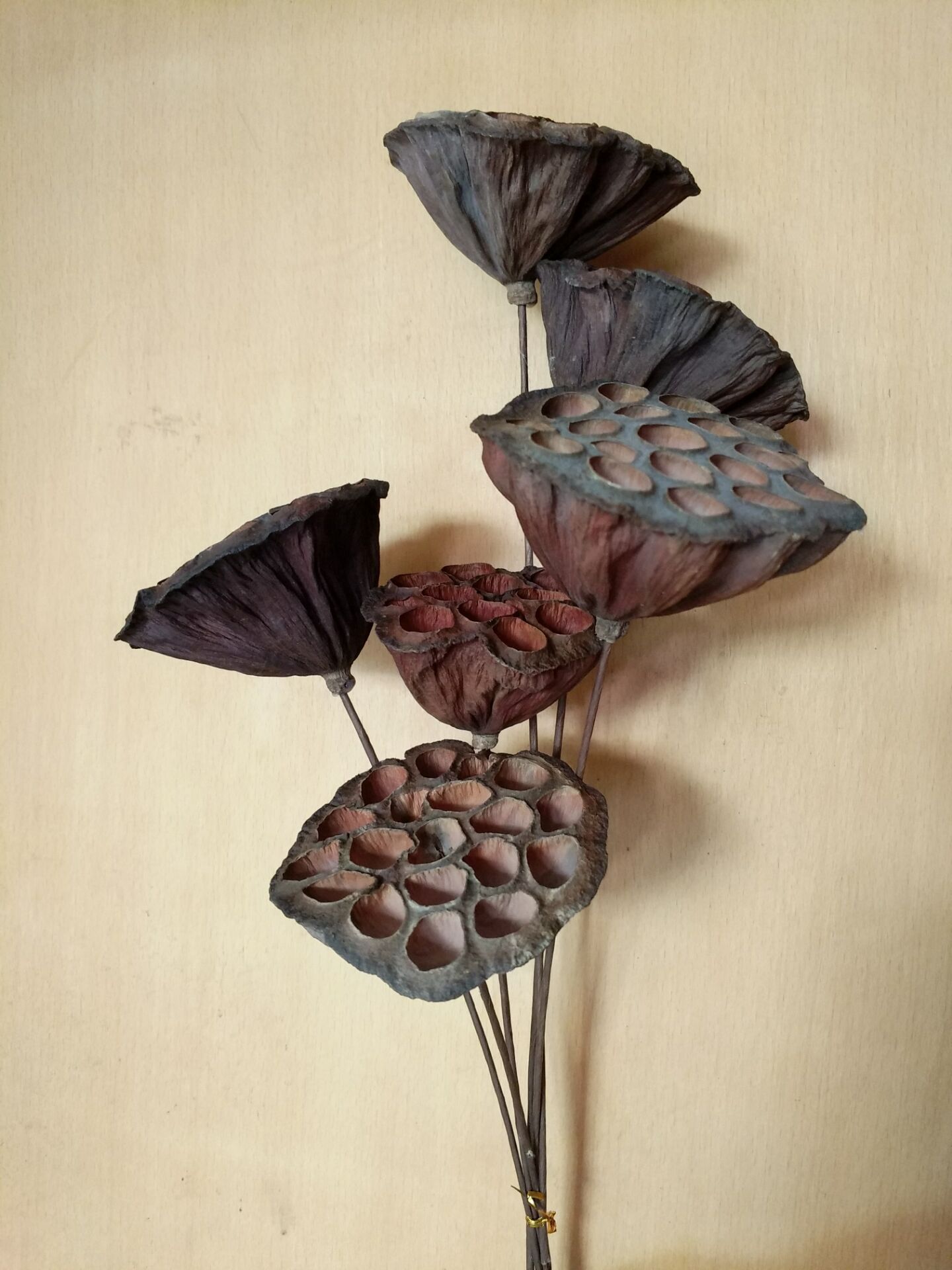 工艺品干花莲蓬加杆莲蓬头野生莲蓬壳干花小莲蓬头莲蓬壳