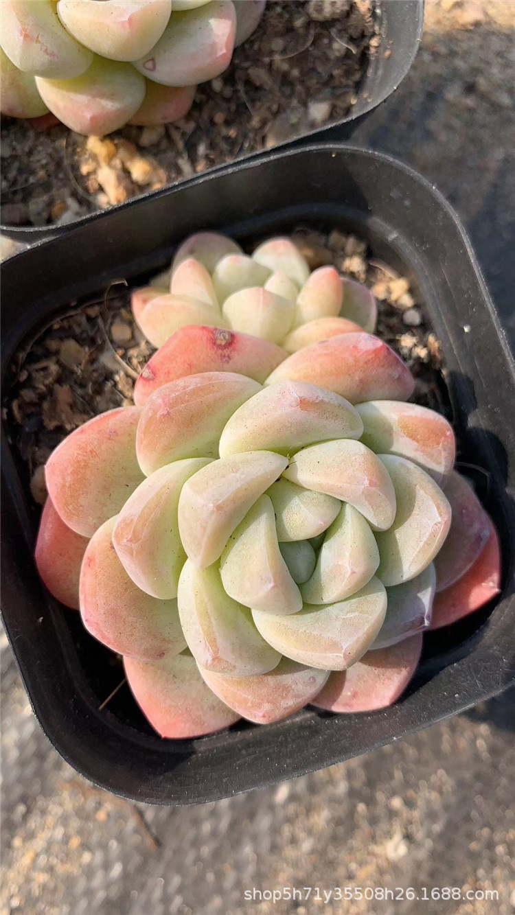 006精品多肉大棚限量批发盆栽 玉蝴蝶2-3头群盆6.5cm多肉植物爆款