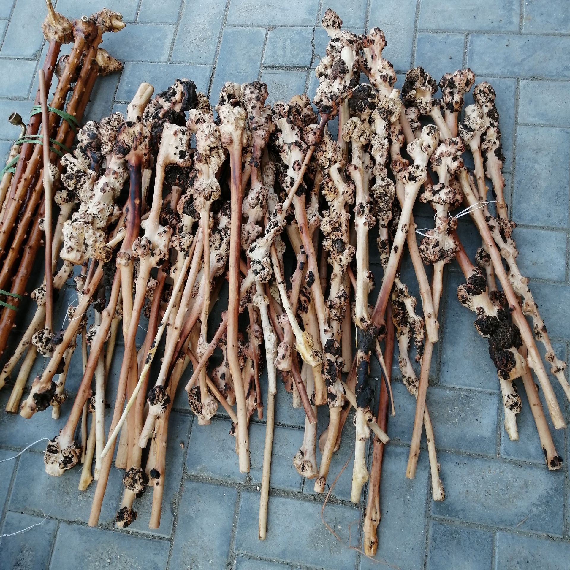 云南黑果木锤 敲背锤子山茶木健身锤留疤木根雕手把玩棍 树瘤拐杖