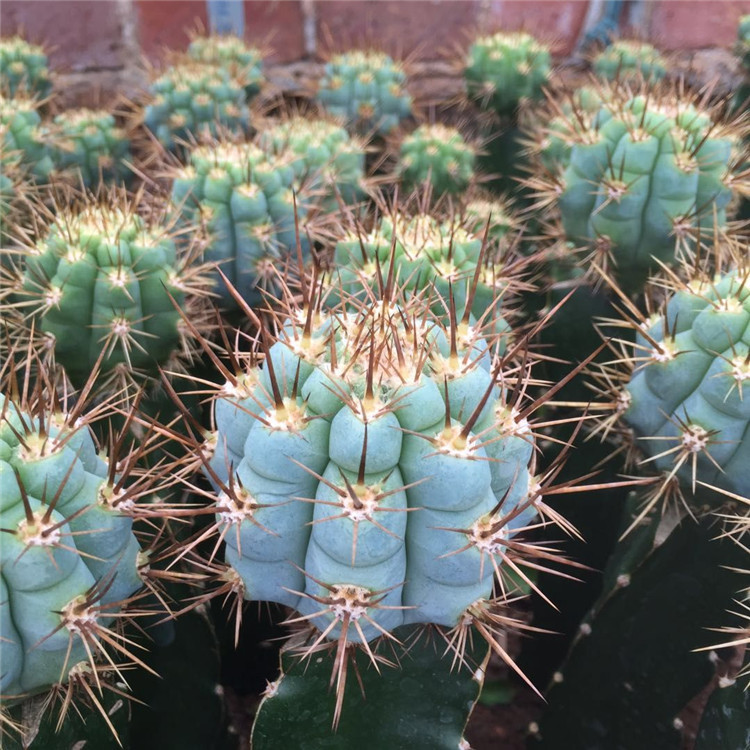 实生 佛塔柱仙人柱 传塔柱 青云龙 蓝色柱子 蓝柱南美翁 一拍一物