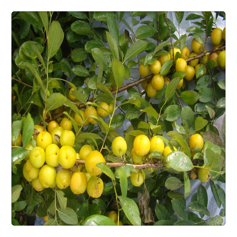 钙果苗农大钙果8号中华钙果9号钙果苗小苗新品种果树苗